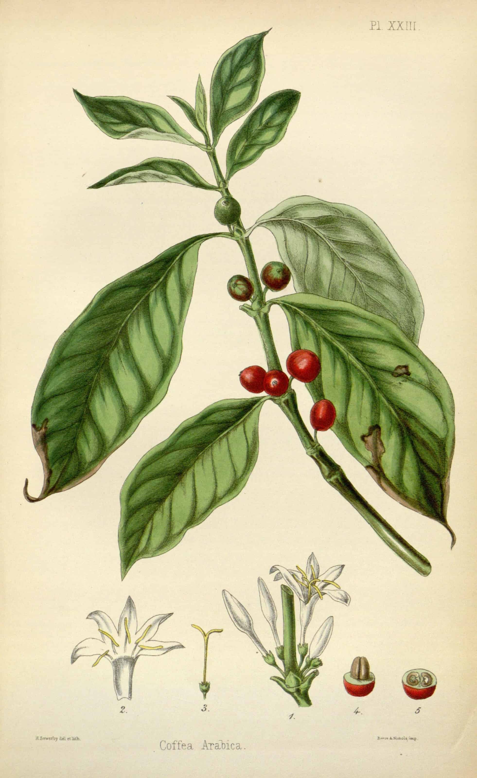 The Coffee Species - Triple Bar Coffee