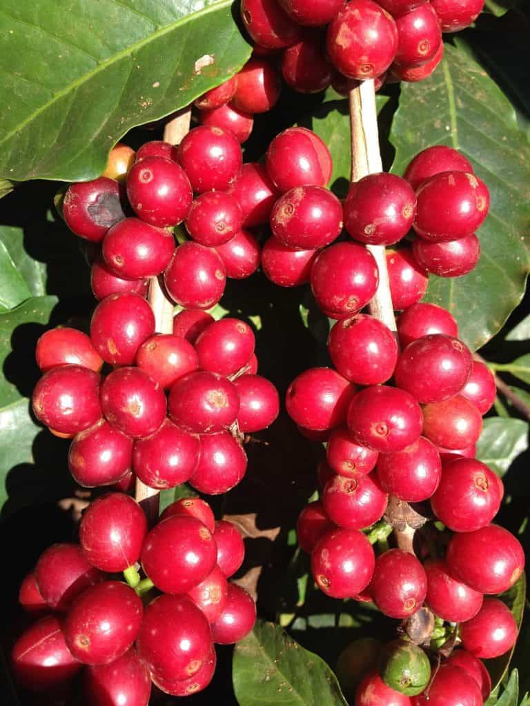 coffee_cherry