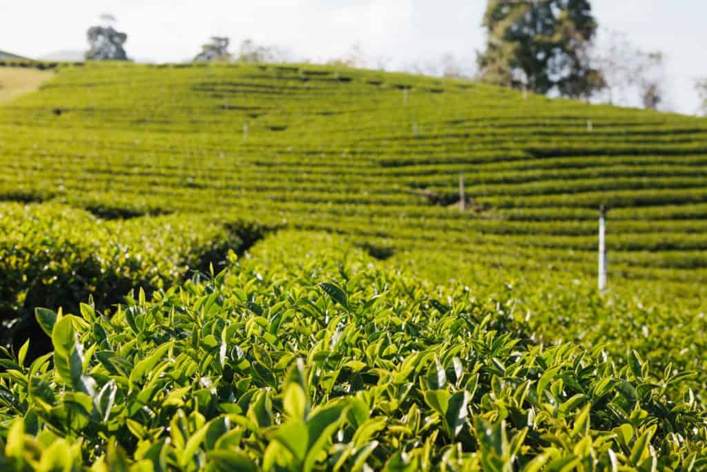 Green Tea Field