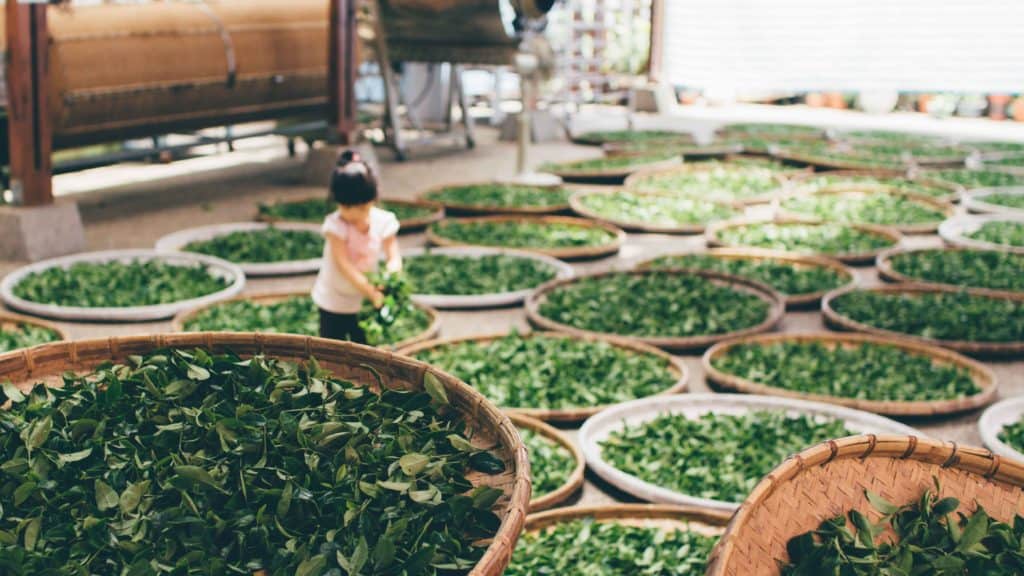 Green Tea Oxidizing