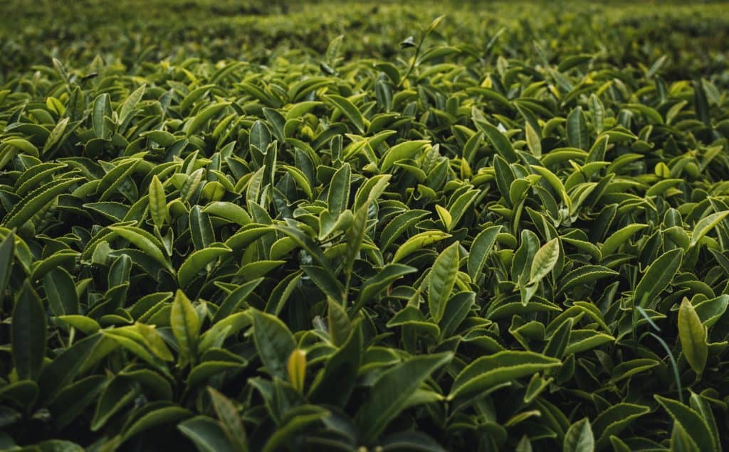 Green Tea Plant