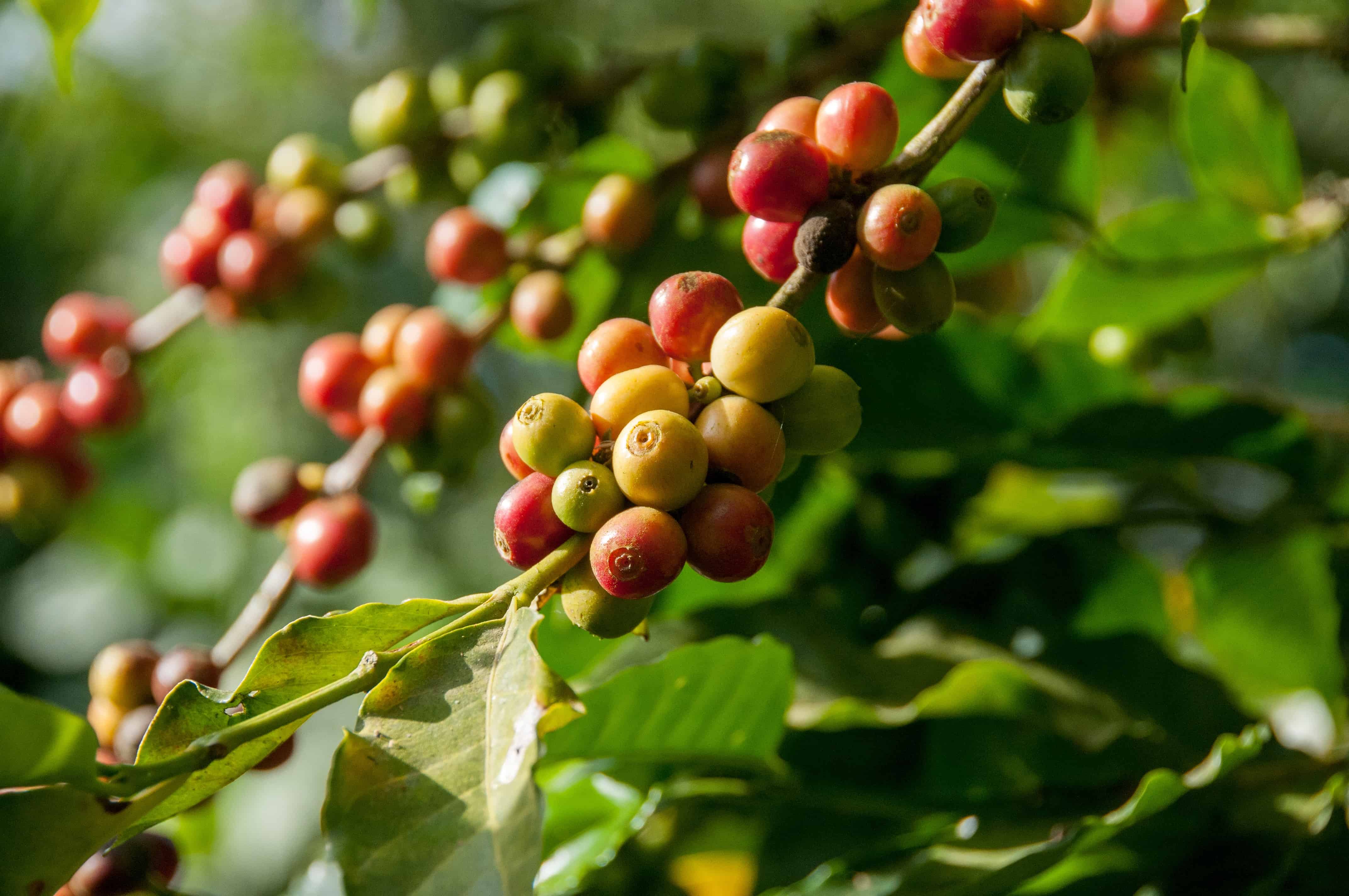 Ripe Coffee Berries