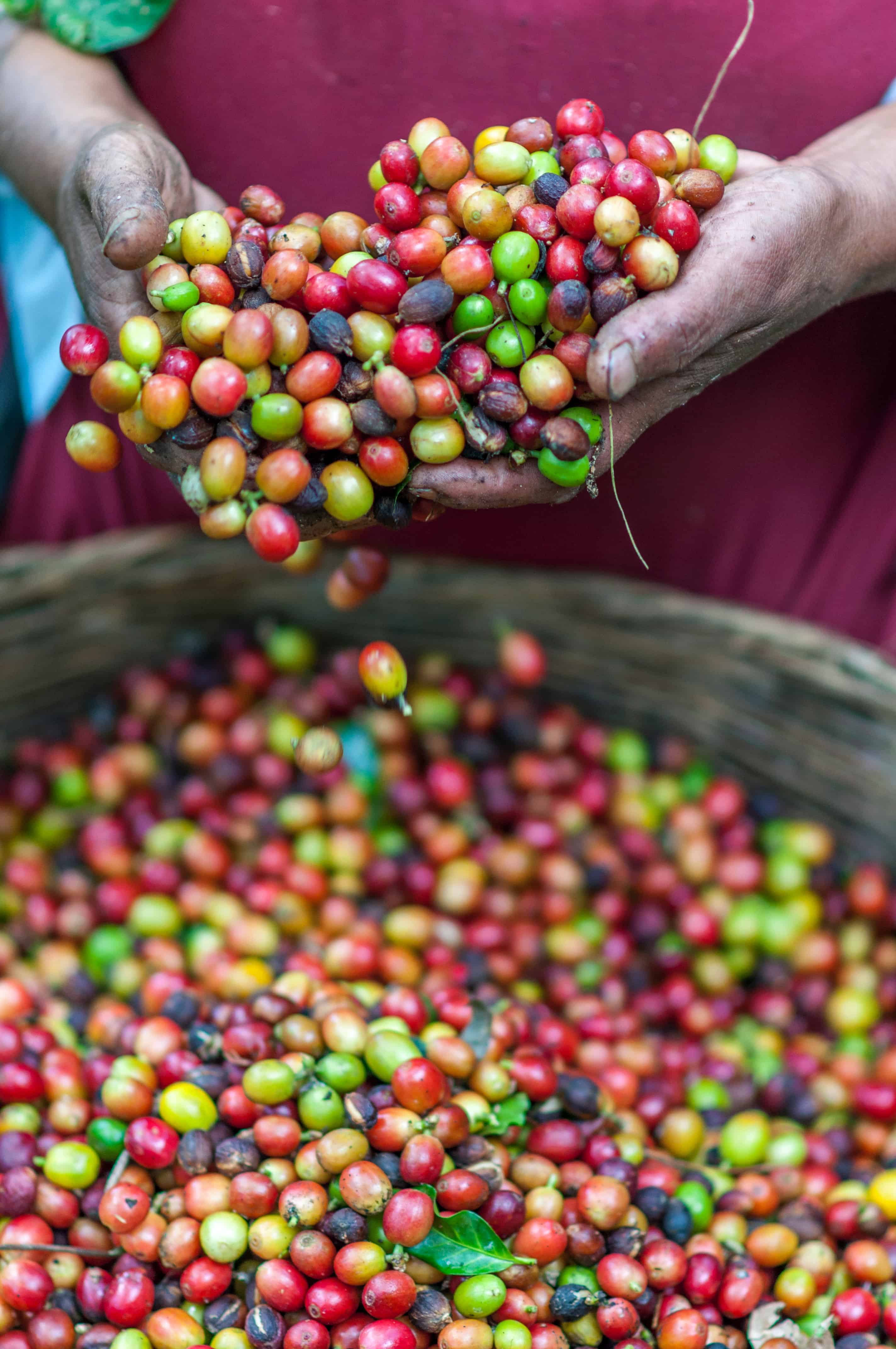 Sorting Coffee Berries
