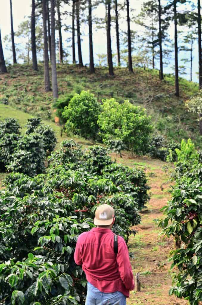 Touring a Coffee Farm