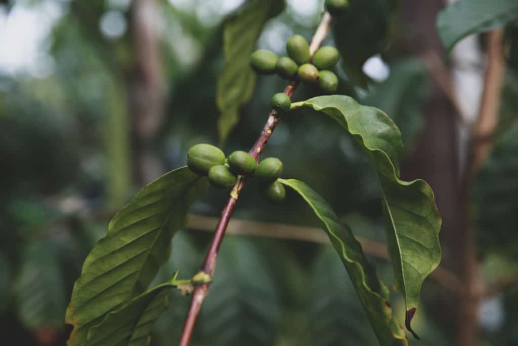 Unripe Coffee Berries